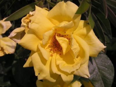 SADDHARMA PUNDARIKA SUTRA